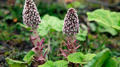 Photo of Petasites híbridos Petasita grande, Petasite officinale