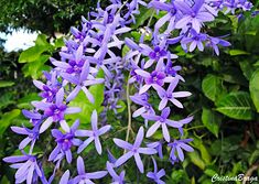 Photo of Petrea volubilis, cujas flores poderiam embelezar o seu jardim.