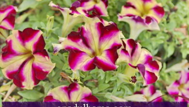 Photo of Petunia Plant Care ou Aztec Flower Care