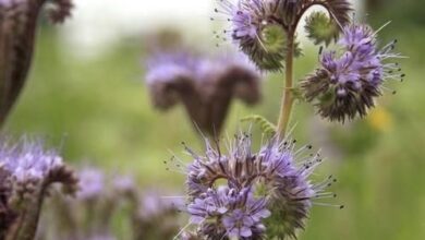 Photo of Phacelia com folhas de bronzeado