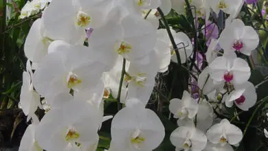Photo of Phalaenopsis ou cuidado de plantas de orquídeas borboleta