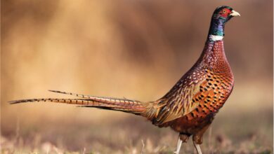 Photo of Pheasant