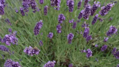 Photo of Phenomenal Lavender Care – Como cultivar plantas de lavanda fenomenais