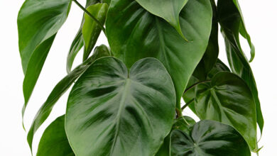 Photo of Philodendron Information