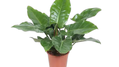 Photo of Philodendron Plants