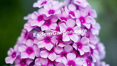 Photo of Phlox Noturno