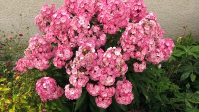 Photo of Phlox paniculata Phlox paniculate, Phlox vivaces