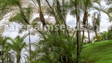 Photo of Phoenix roebelenii Mekong Date Palm, Dwarf Date Palm