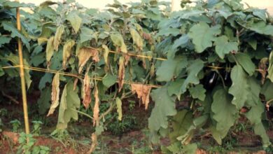 Photo of Phomopsis blight de berinjela – Razões para a deterioração das folhas de beringela e apodrecimento dos frutos