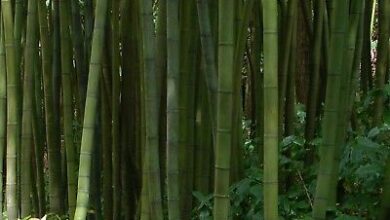 Photo of Phyllostachys bambusoides Bambu gigante