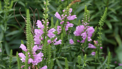 Photo of Physostegia virginiana Physostégie de Virginie