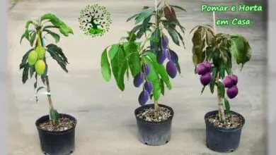 Photo of Picos de enxertia para dar vida a novas plantas