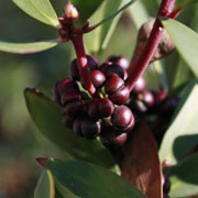 Photo of Pimenta da Tasmânia