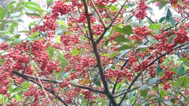 Photo of Pimenta falsa perfumada, pimenta da Califórnia, pimenta peruana