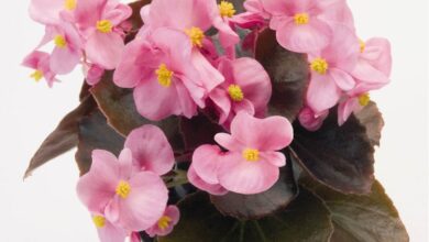 Photo of Pink evening primrose, Pink nightclub, Pink nightclub