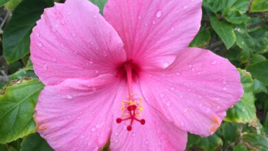 Photo of Pink Hibiscus, Esplêndido Hibisco