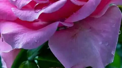Photo of Pink Rosemary Plants – Descubra o Rosemary com Flores Cor-de-Rosa
