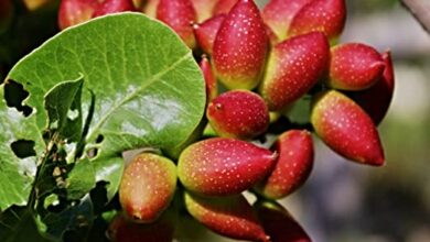 Photo of Pistacia vera Real Pistachio