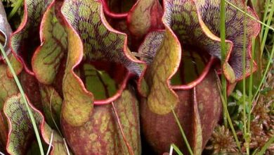 Photo of Pitcher Plant Seeds