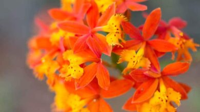 Photo of Plant Care Epidendrum radicans ou Fire Star