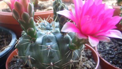 Photo of Plant Care Gymnocalycium baldianum ou Dwarf Cactus chin