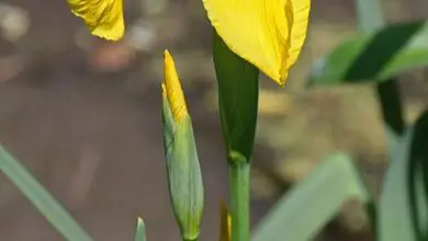 Photo of Plant Care Iris pseudacorus ou Lírio Amarelo