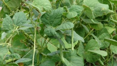 Photo of Plant Care Phaseolus vulgaris, Feijão