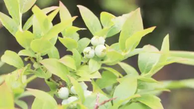 Photo of Plant Care Vaccinium myrtillus, blueberry ou cranberry