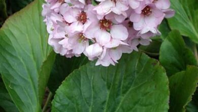 Photo of Planta aromática, Bergenia cordifolia