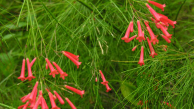 Photo of Planta de Corail