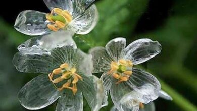 Photo of Planta de esqueleto, flor de vidro