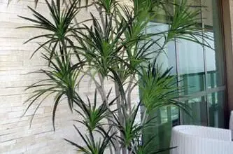 Photo of Planta doméstica Dracaena : Como cuidar de uma planta doméstica Dracaena