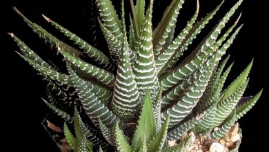 Photo of Planta Haworthia attenuata ou planta zebra