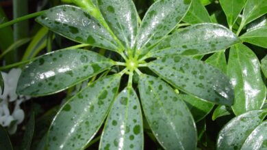 Photo of Planta Sticky Schefflera