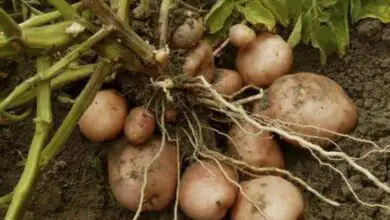 Photo of Plantação de batatas: Aprenda como plantar batatas em profundidade