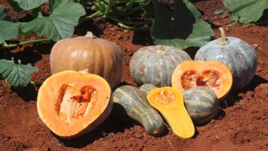 Photo of Plantar Abóboras de Verão: Como Cultivar Abóboras de Verão