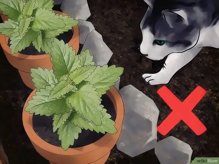 Photo of Plantar catnip em vasos – Como cultivar catnip em um recipiente