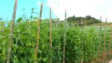 Photo of Plantar ervilhas de pombos: como cultivar feijão verde