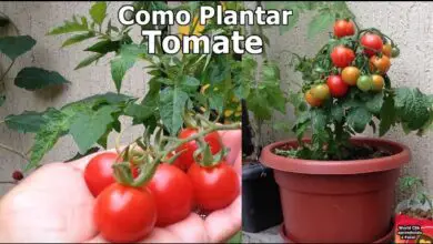 Photo of Plantar fatias de tomate: aprender a cultivar um tomate a partir de fatias de fruta