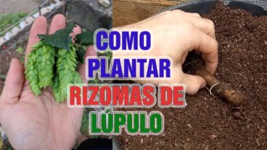 Photo of Plantar rizomas de lúpulo: o lúpulo é cultivado a partir de rizomas ou plantas?