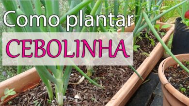 Photo of Plantar sementes de cebolinho: Dicas para o cultivo do cebolinho a partir da semente