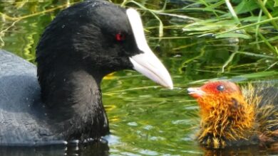 Photo of Plantar um jardim à prova de aves aquáticas: descubra plantas que os patos e gansos não comem