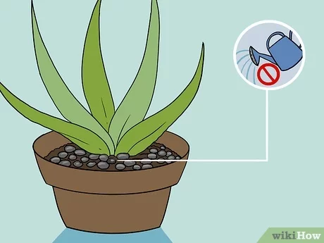 Photo of Plantas castanhas de Aloe Vera: Dicas para tratar aloé vera murcha