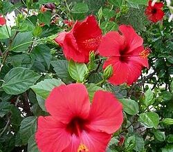 Photo of Plantas da família Malvaceae