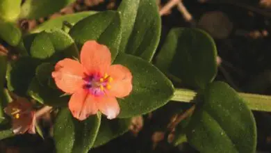Photo of Plantas da família Primulaceae