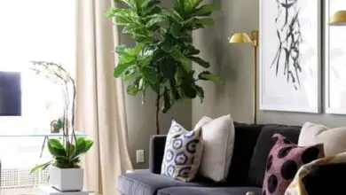 Photo of Plantas da sala de estar : Plantas da sala de estar