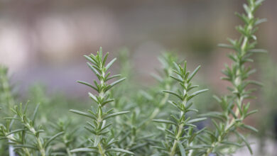 Photo of Plantas de Alecrim Marrom: Por que o Alecrim tem pontas e agulhas marrons