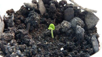 Photo of Plantas de algodão preto – Dicas para plantar algodão preto no jardim