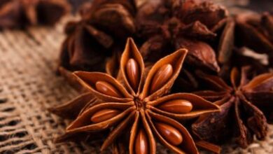 Photo of Plantas de anis medicinais – O que é o anis bom para si?