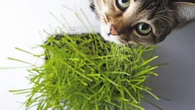 Photo of Plantas de aranha e gatos: porque é que os gatos comem folhas de plantas de aranha e pode ser prejudicial?